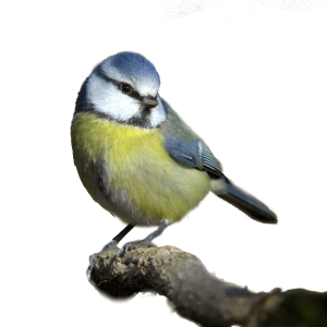 Bluetit