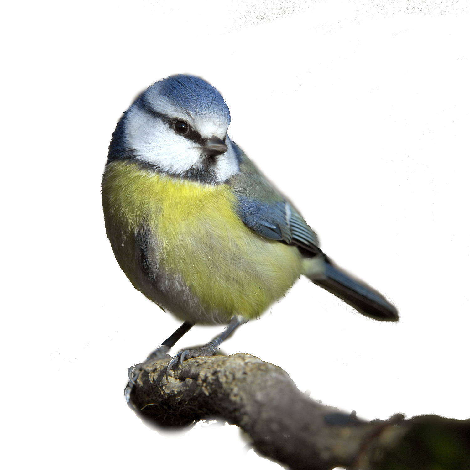 Bluetit.png