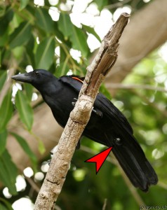 CrowcamOnACrow