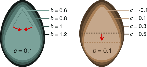 Egg shape examples