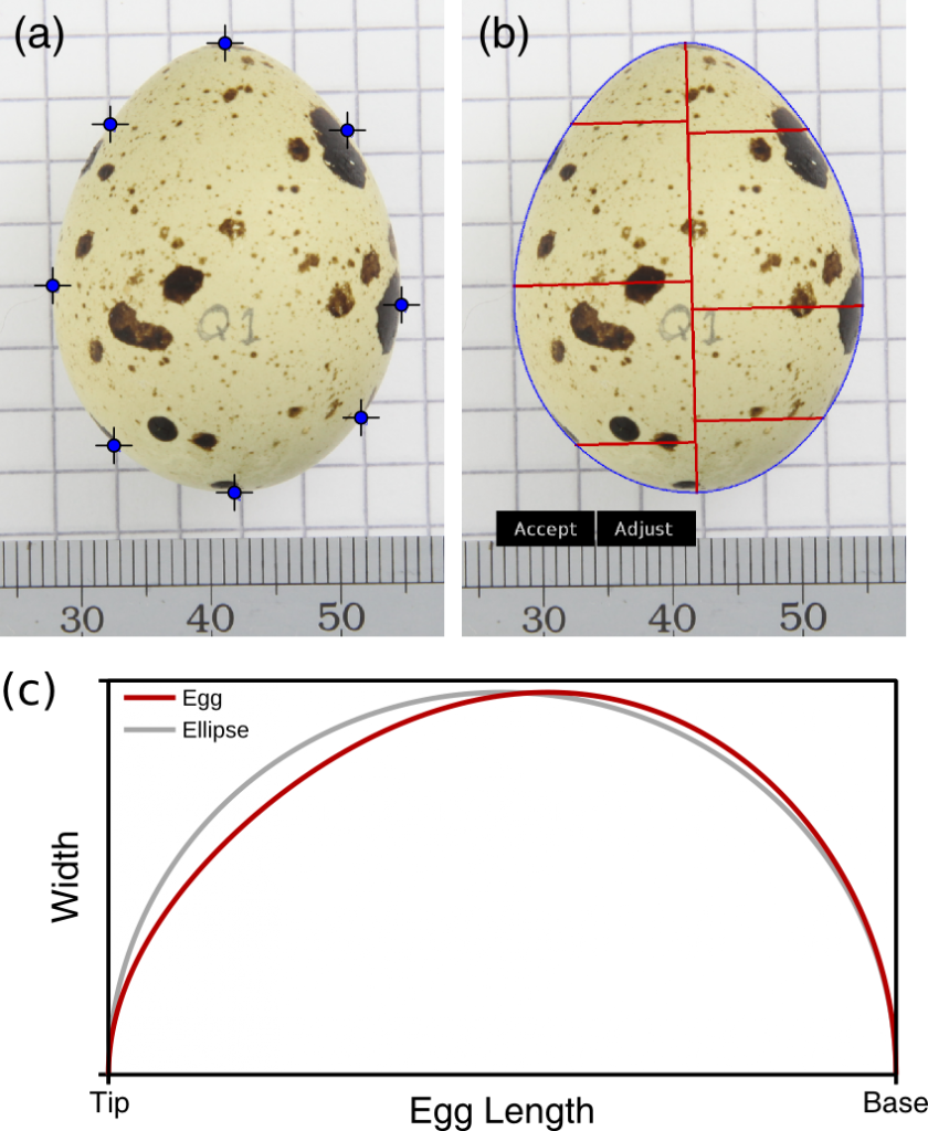 Egg shape modelling tool - the egg's curvature can be calculated from a few points around the edge of the egg and then the egg's surface area and volume can be calculated.