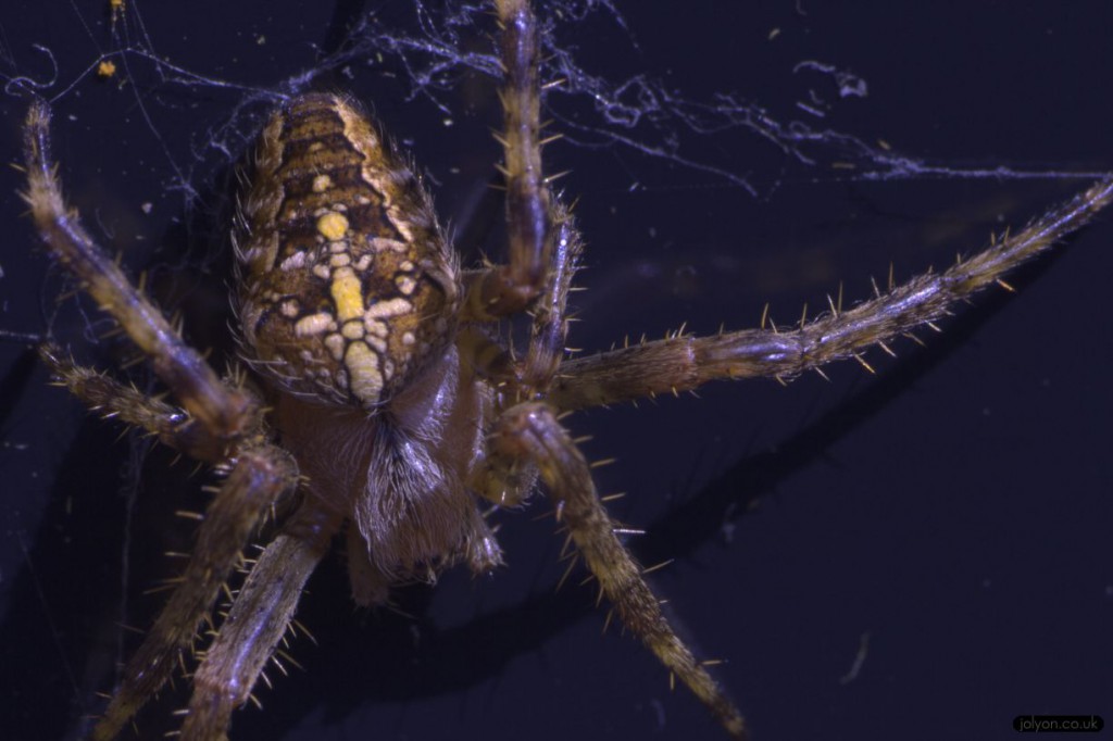 Garden spider Araneus diadematus ultraviolet