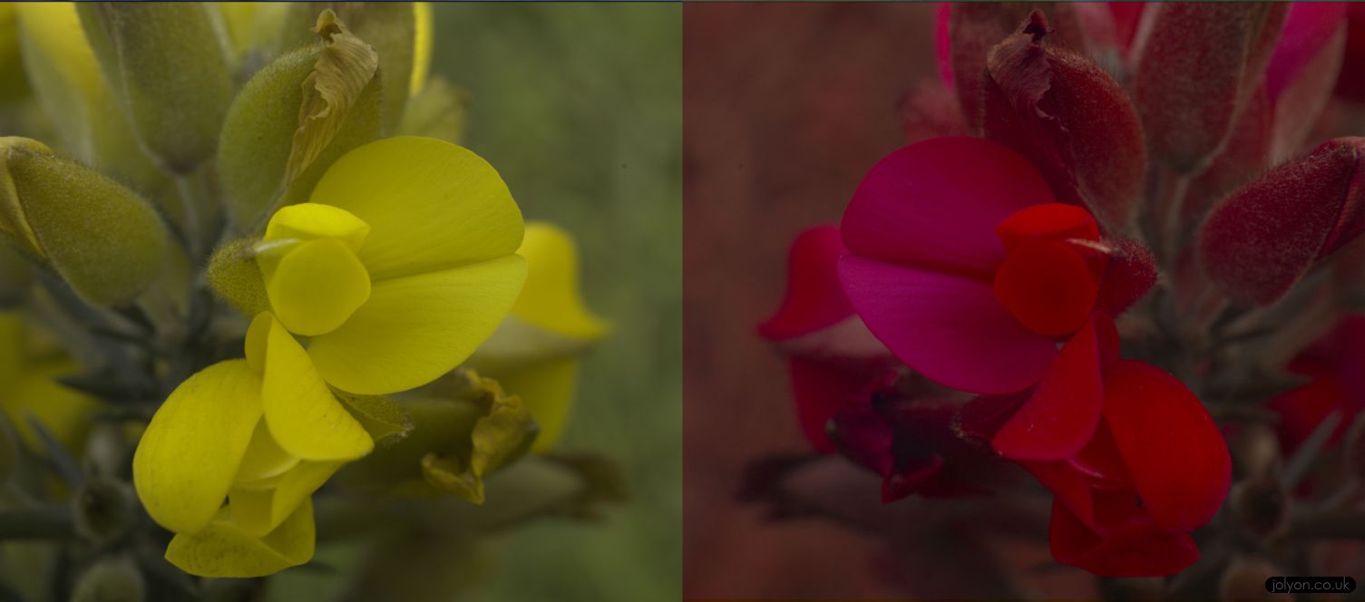 Gorse in human-vision (left) and honeybee vision (right).