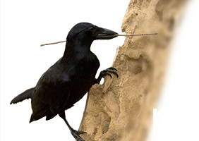 New Calidonian Crow Tool