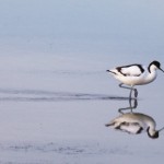 Avocet