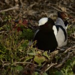 Blacksmith Plover Adult