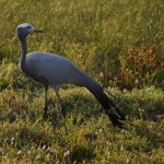 Blue Crane