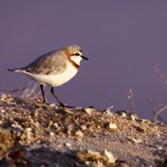 Chestnut Banded Plover