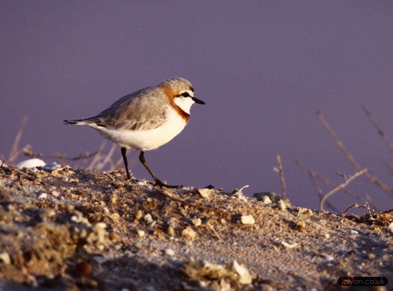 Chestnut Banded Plover
