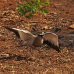 Crowned plover broken wing