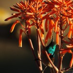 Double Collared Sunbird