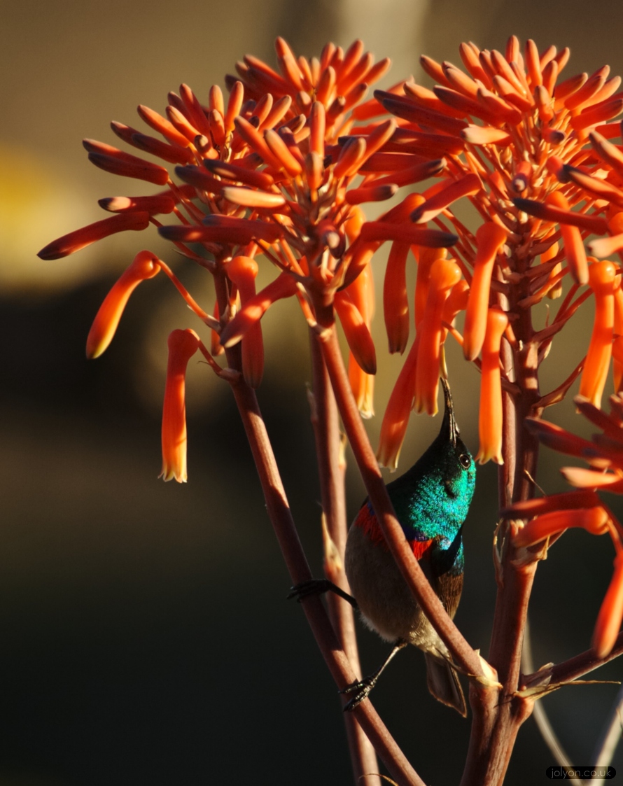 Double Collared Sunbird