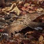 Fiery-neck broken Wing