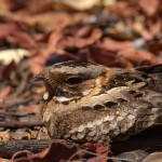 Fiery-neck Nightjar closeup