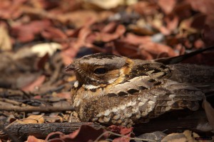 Fiery-neck Nightjar closeup