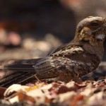 Fiery-neck Nightjar sitting up