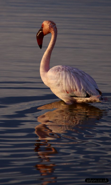 Flamingo