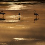 Flamingo Sunset