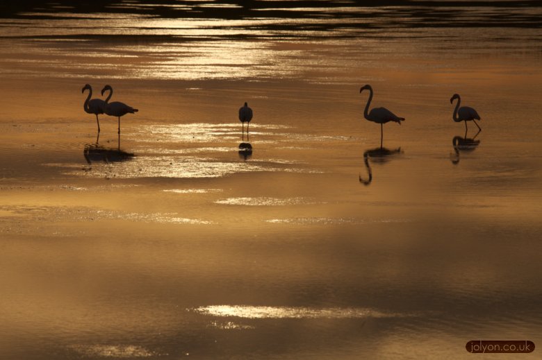 Flamingo Sunset