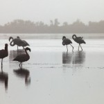 Flamingos in the mist