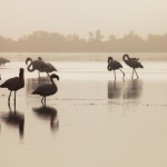 Flamingos In The Mist