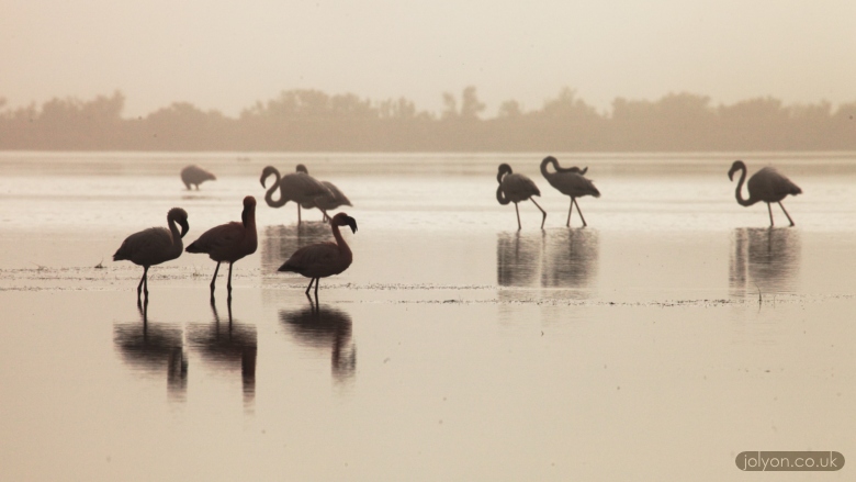 Flamingos In The Mist