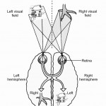 Split Brain Experiment with Chicken