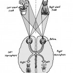 Cross-over Wiring of Human Brain