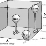 Hobson's AIM Model