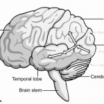 Dorsal & ventral streams