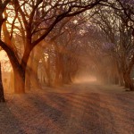 Jacaranda Avenue