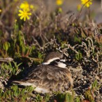 Kittlitz Plover Incubating