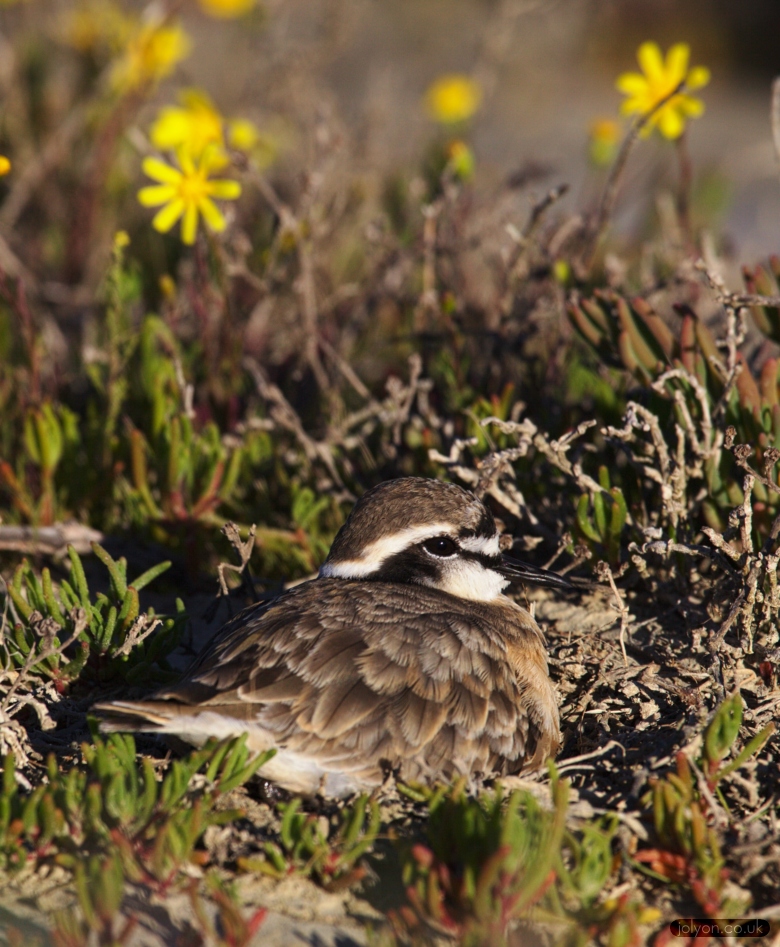 Kittlitz Plover Incubating