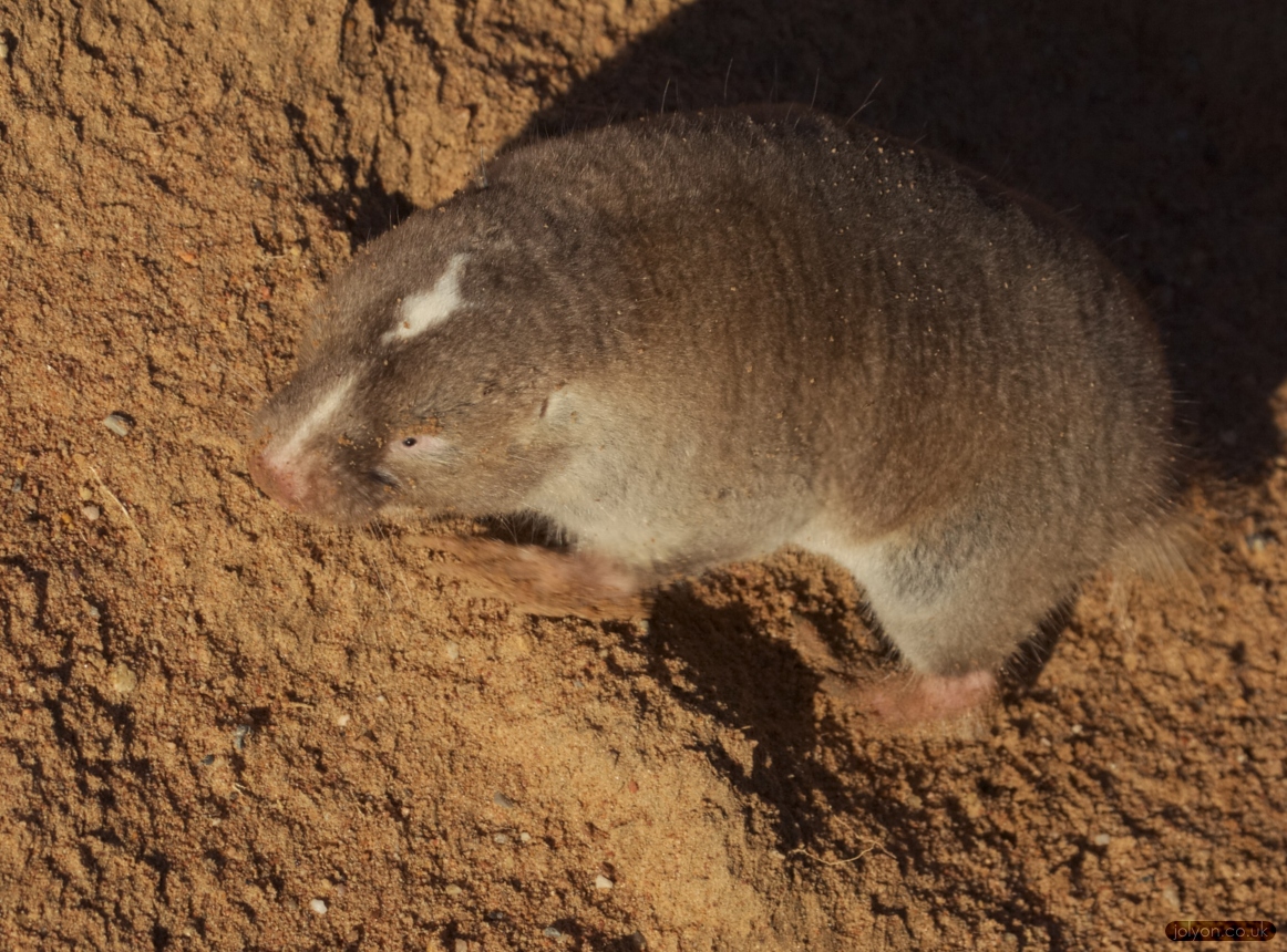 Mole Rat