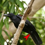 New Caledonian Crow tool use