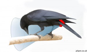Illustration of the mounting method used for crow-cams