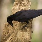 New Caledonian Crow tool use