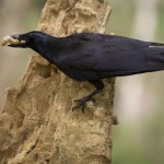 New Caledonian Crow tool use