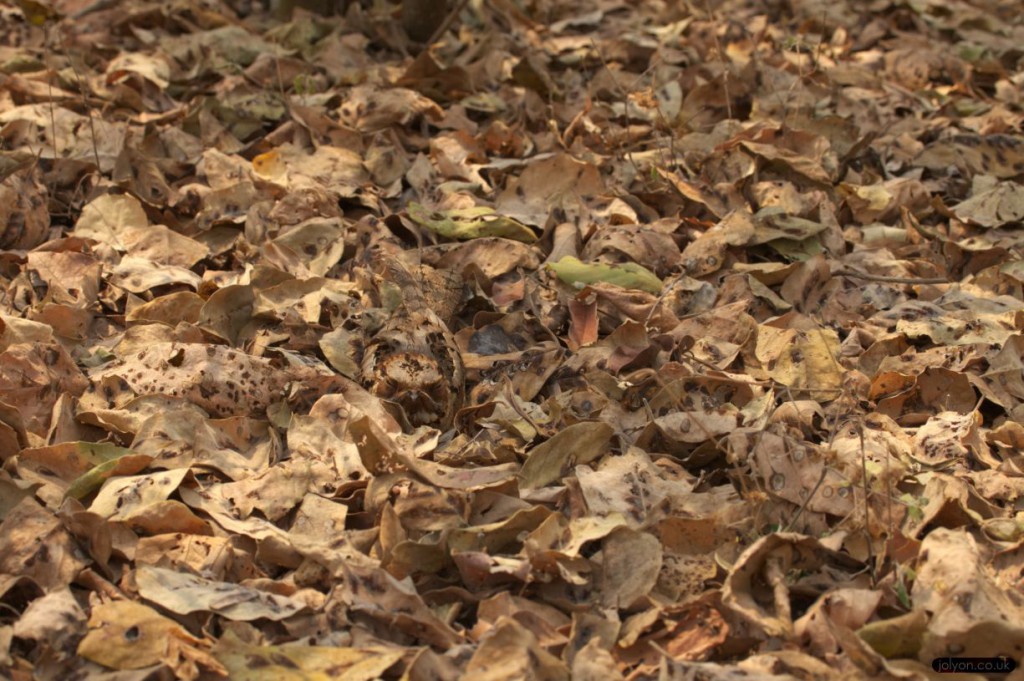 Fiery-neck Nightjar in Leaves