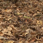 Fiery-neck Nightjar in Leaves
