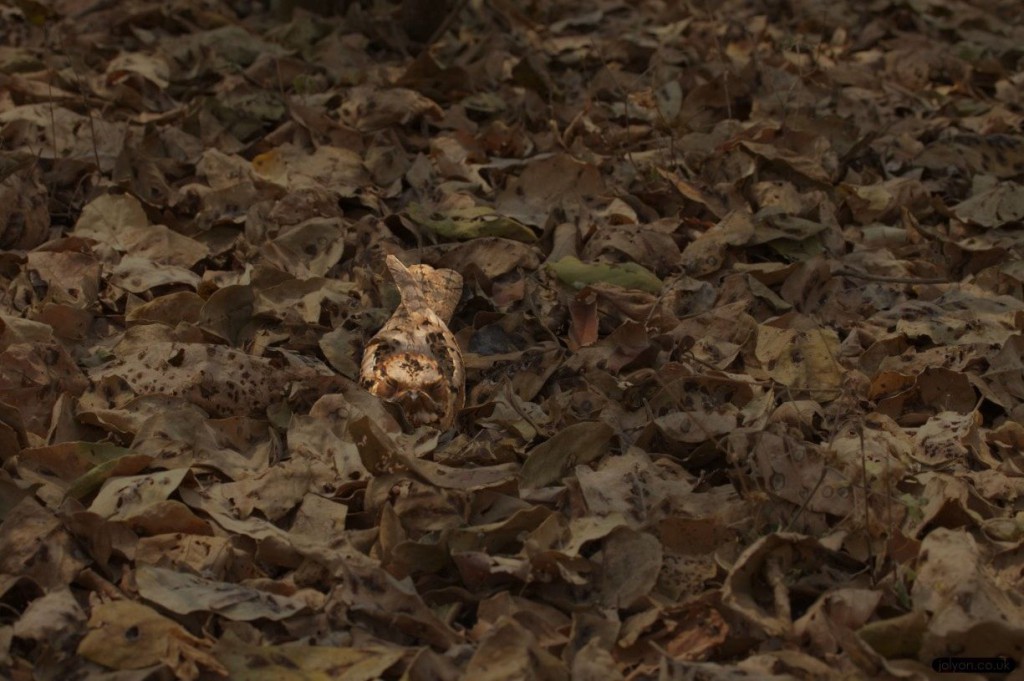 Nightjar in Leaves highlighted