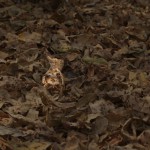 Nightjar in Leaves highlighted