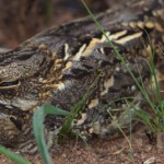 Mozambique Nightjar