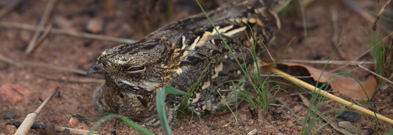 Mozambique Nightjar