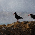 Oyster Catchers