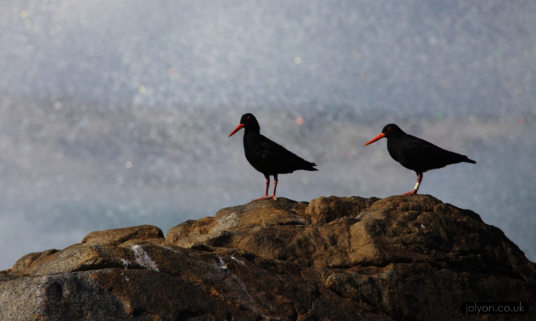 Oyster Catchers