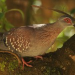 Speckled Pigeon