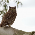 Spotted Eagle Owl