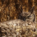 Spotted Eagle Owl