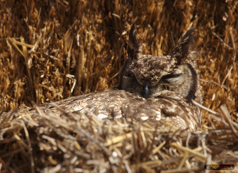 Spotted Eagle Owl